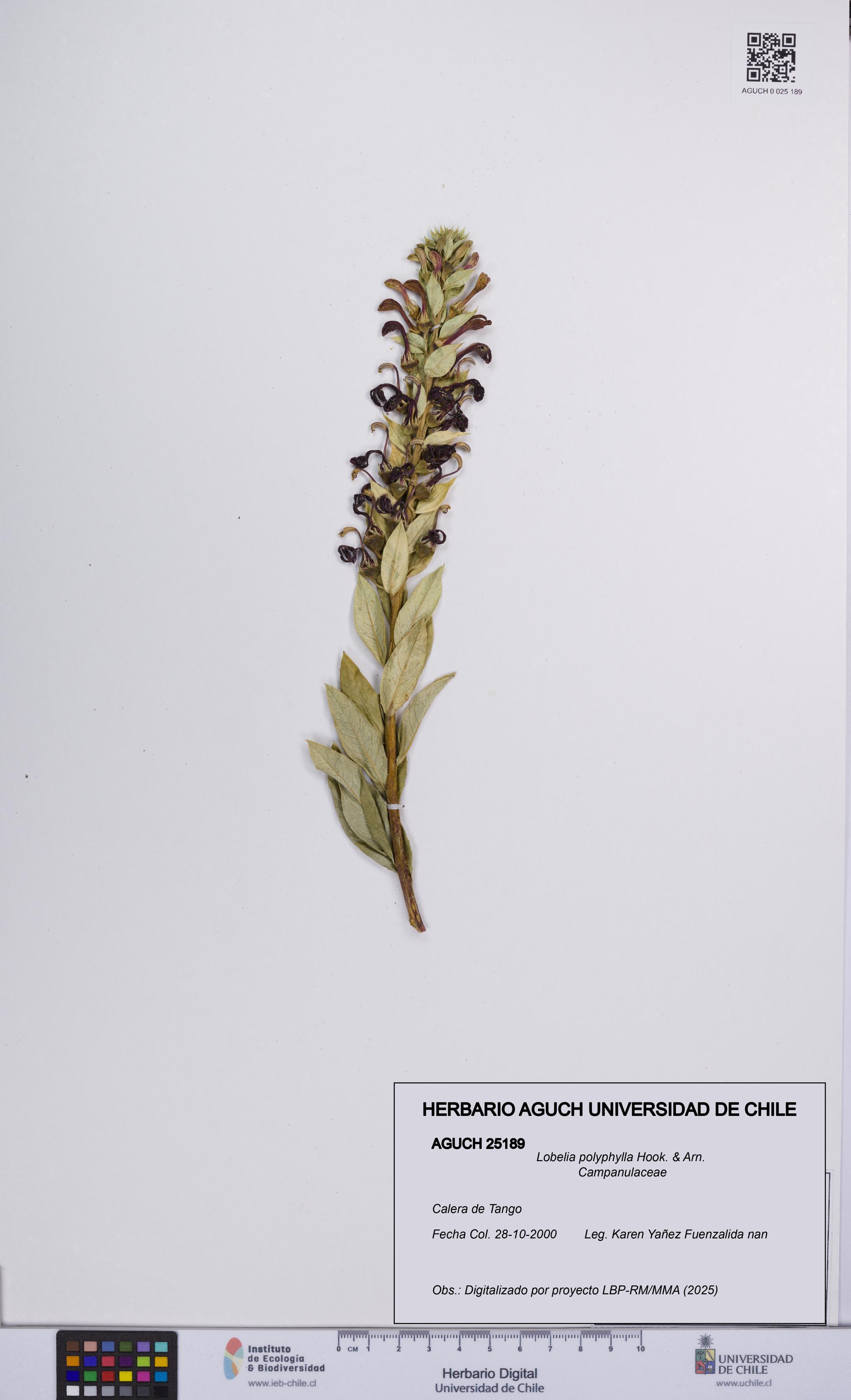 Lobelia polyphylla [Espécimen: UCH:AGUCH:0025189]