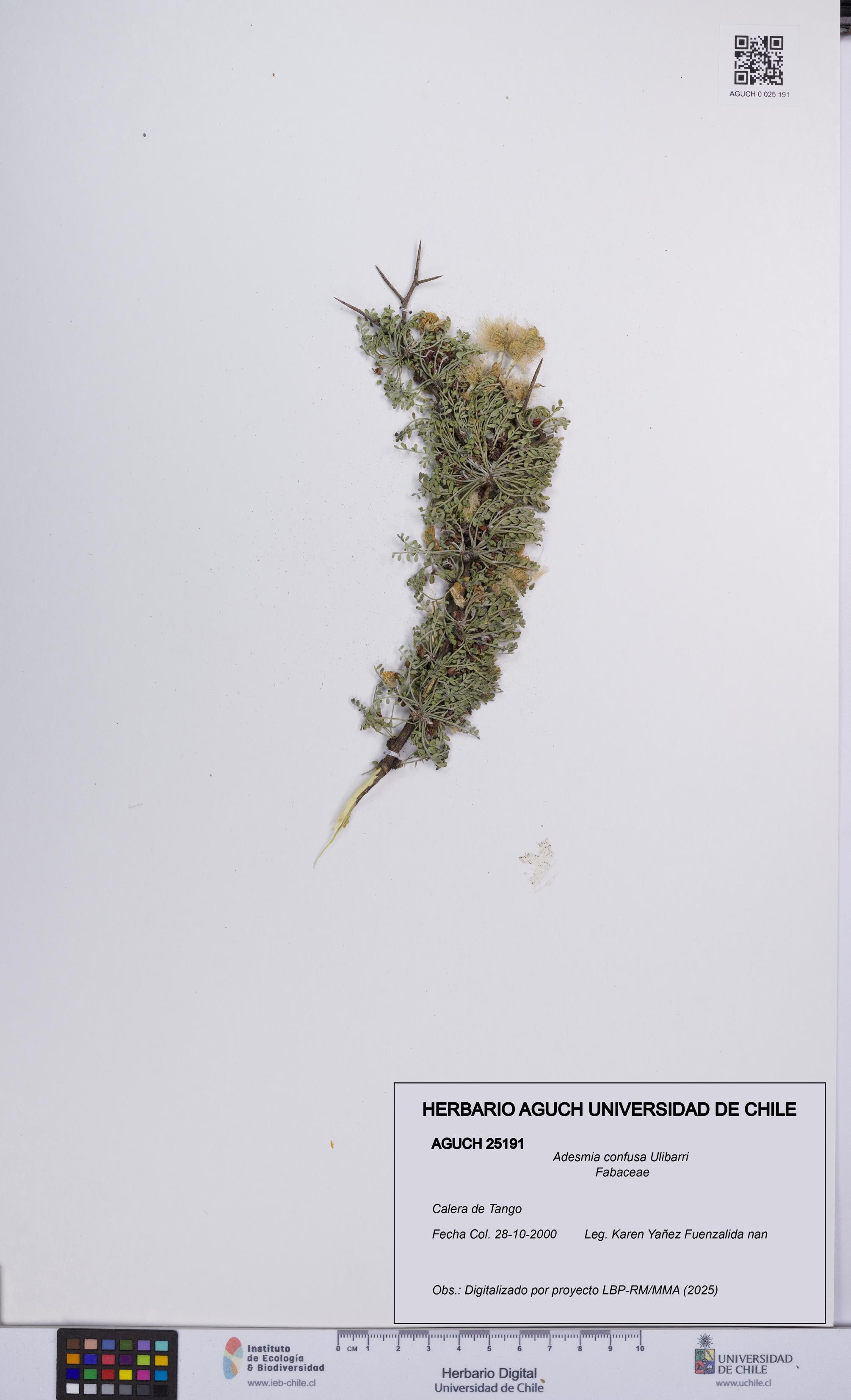 Adesmia confusa [Espécimen: UCH:AGUCH:0025191]