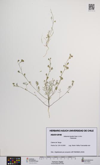 Adesmia tenella [Espécimen: UCH:AGUCH:0025192]