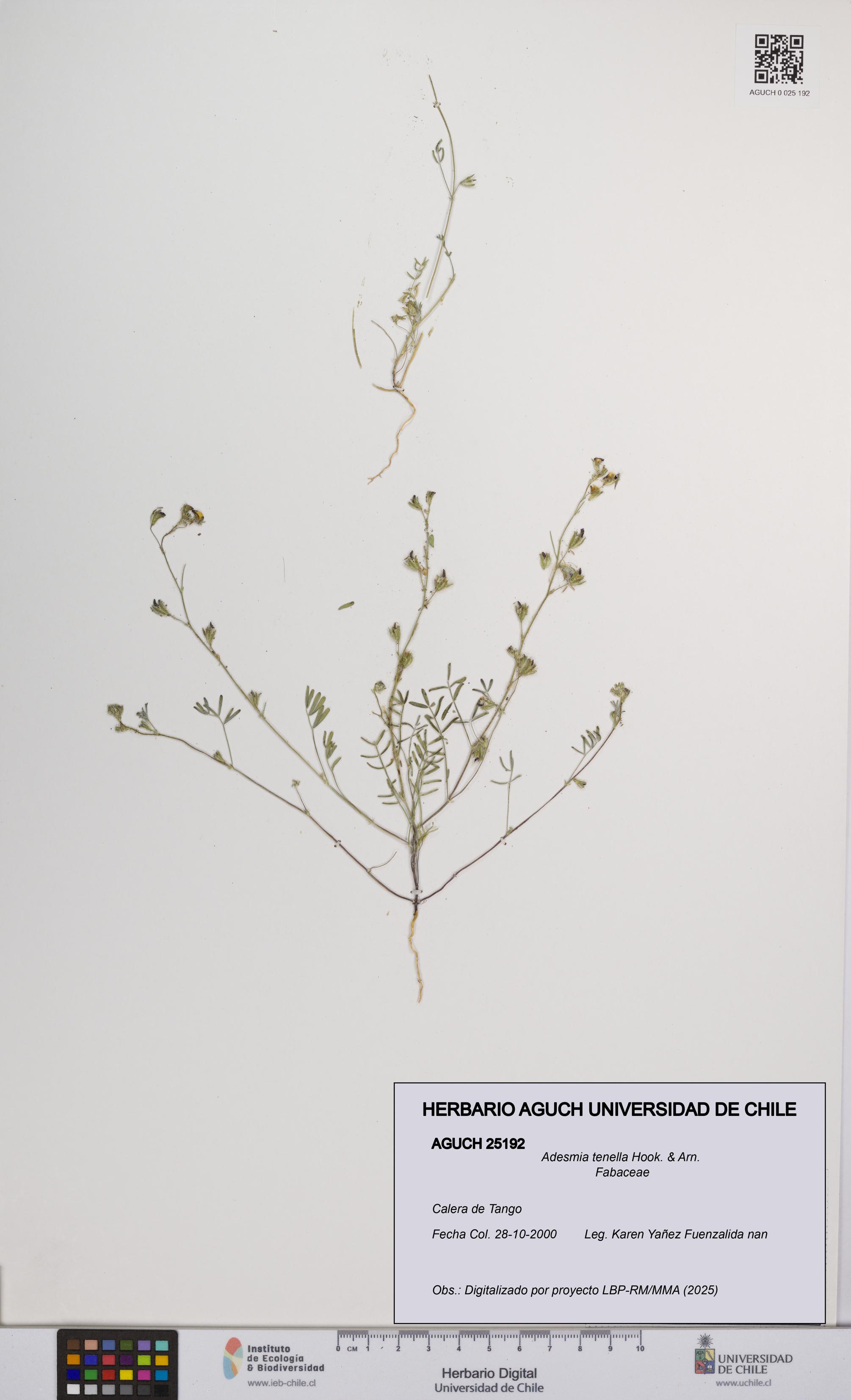 Adesmia tenella [Espécimen: UCH:AGUCH:0025192]