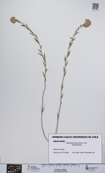 Malesherbia fasciculata [Espécimen: UCH:AGUCH:0025193]