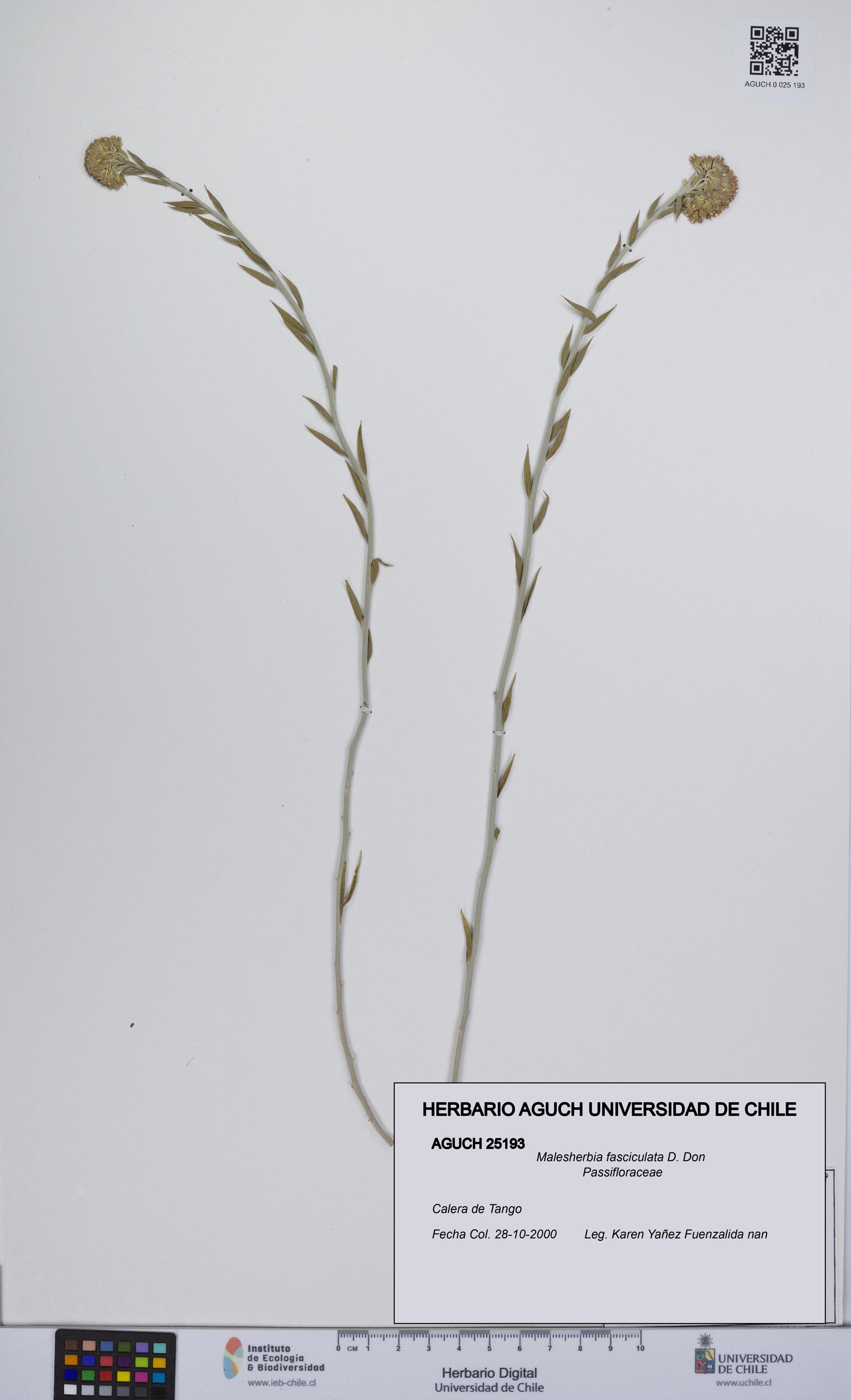 Malesherbia fasciculata [Espécimen: UCH:AGUCH:0025193]