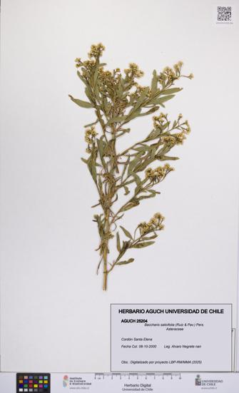 Baccharis salicifolia [Espécimen: UCH:AGUCH:0025204]