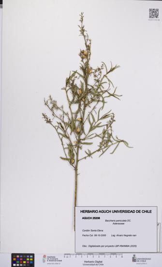 Baccharis paniculata [Espécimen: UCH:AGUCH:0025208]