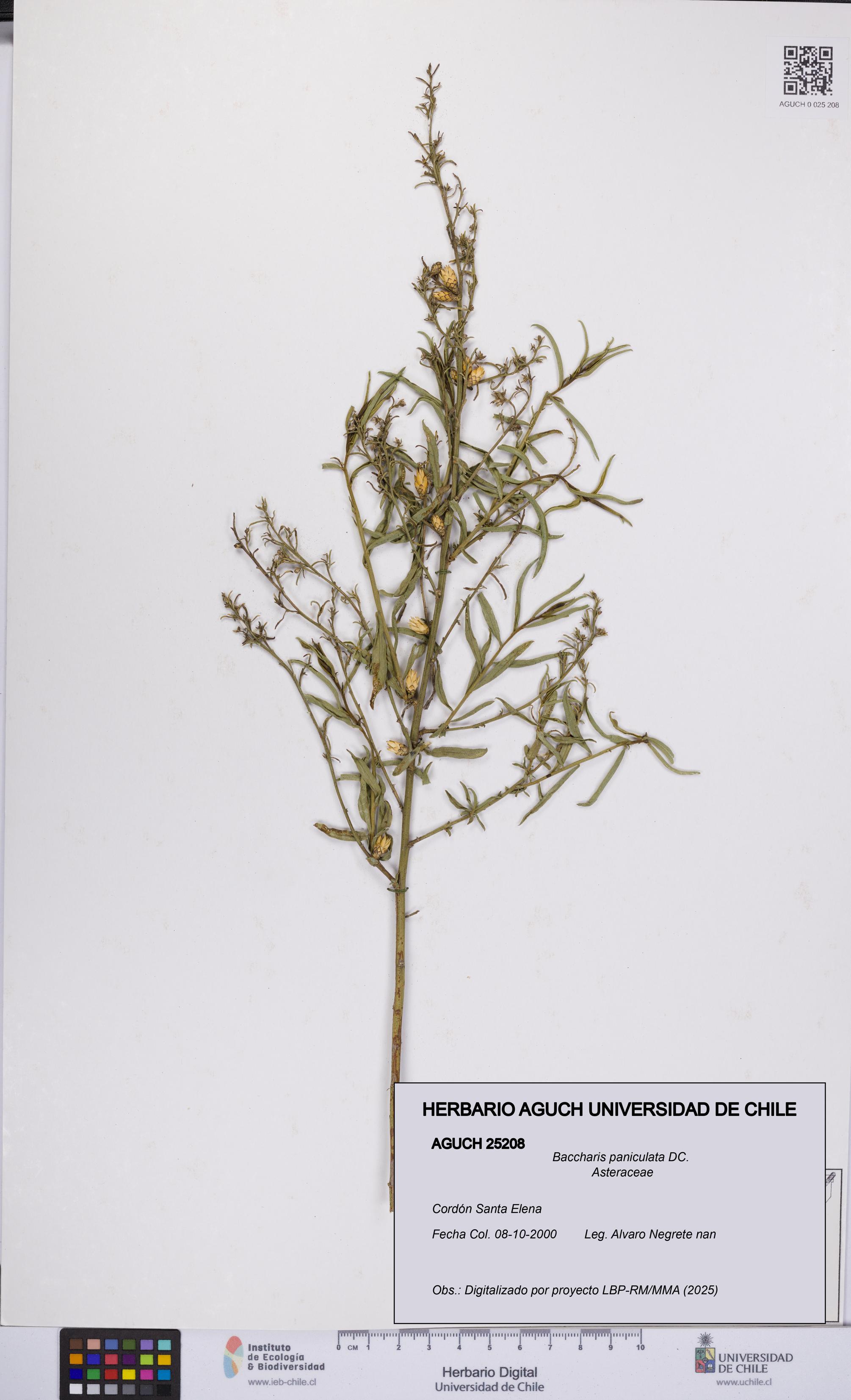 Baccharis paniculata [Espécimen: UCH:AGUCH:0025208]