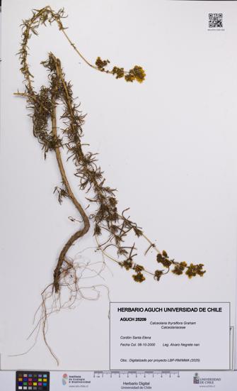 Calceolaria thyrsiflora [Espécimen: UCH:AGUCH:0025209]