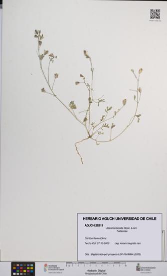 Adesmia tenella [Espécimen: UCH:AGUCH:0025213]