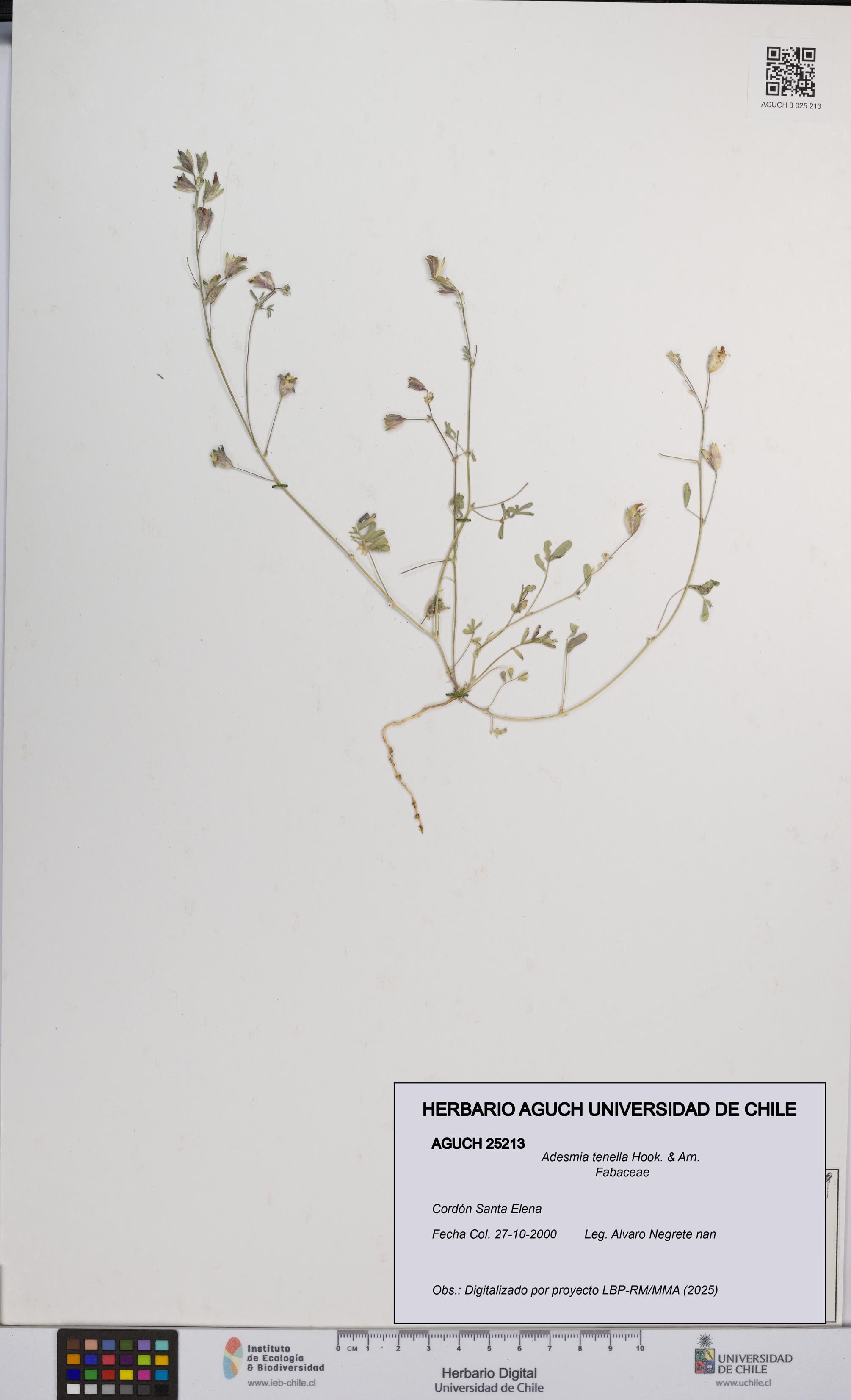 Adesmia tenella [Espécimen: UCH:AGUCH:0025213]