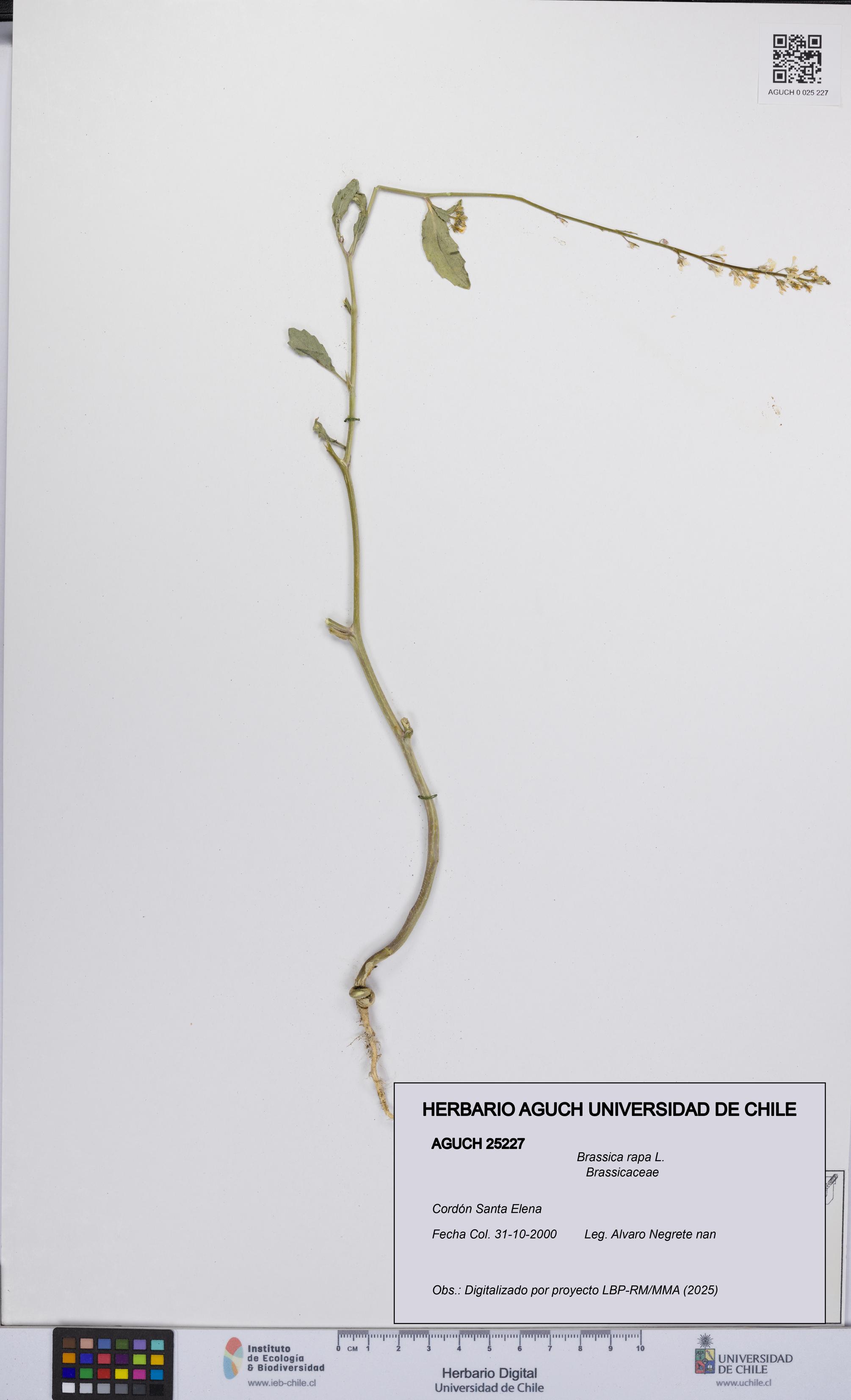 Brassica rapa [Espécimen: UCH:AGUCH:0025227]