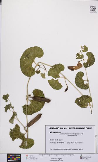 Aristolochia chilensis [Espécimen: UCH:AGUCH:0025228]