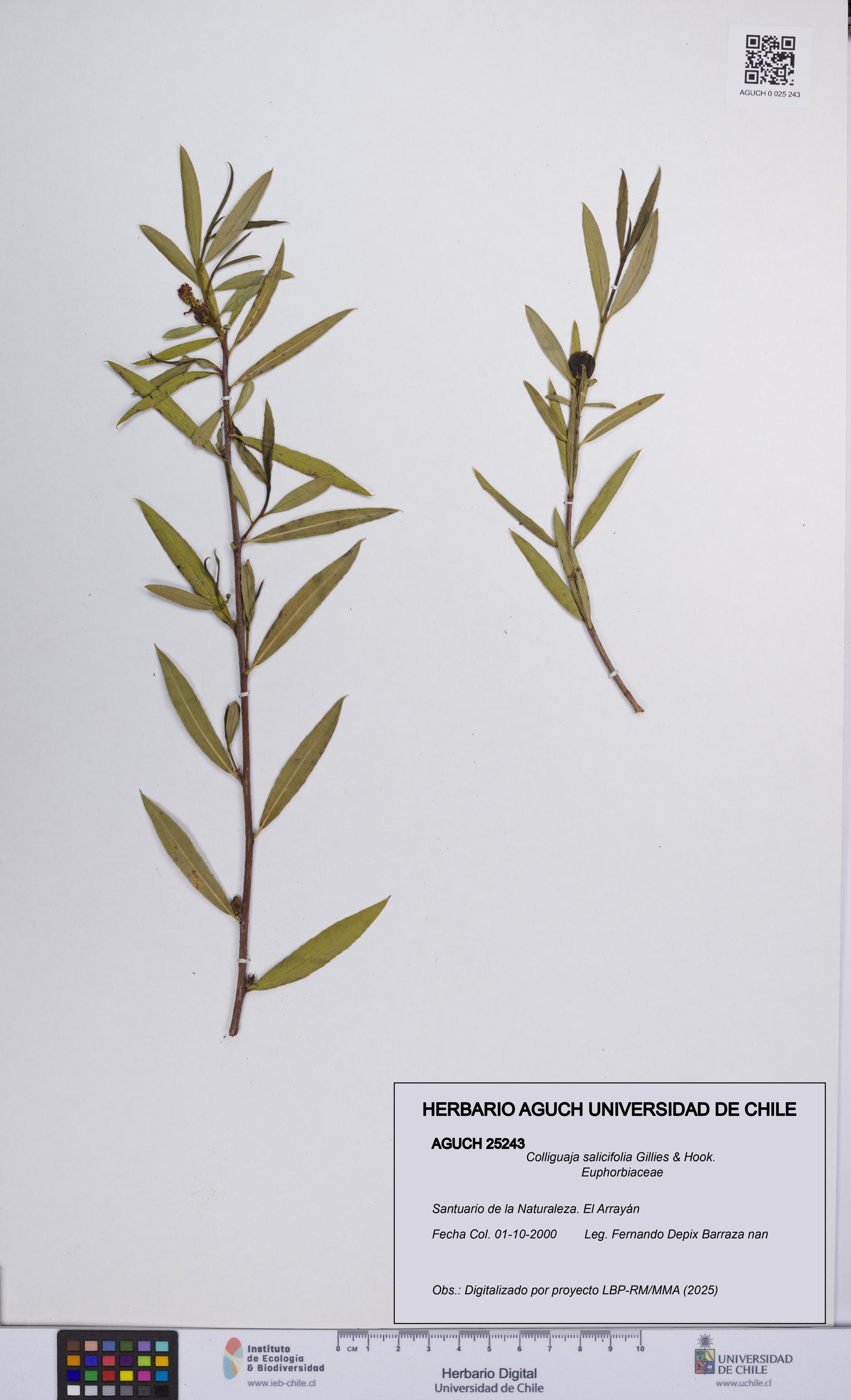 Colliguaja salicifolia [Espécimen: UCH:AGUCH:0025243]