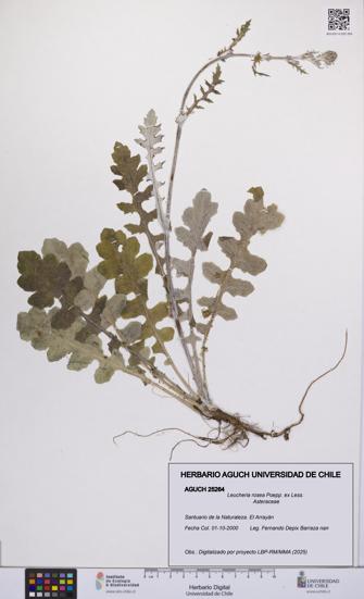 Leucheria rosea [Espécimen: UCH:AGUCH:0025264]