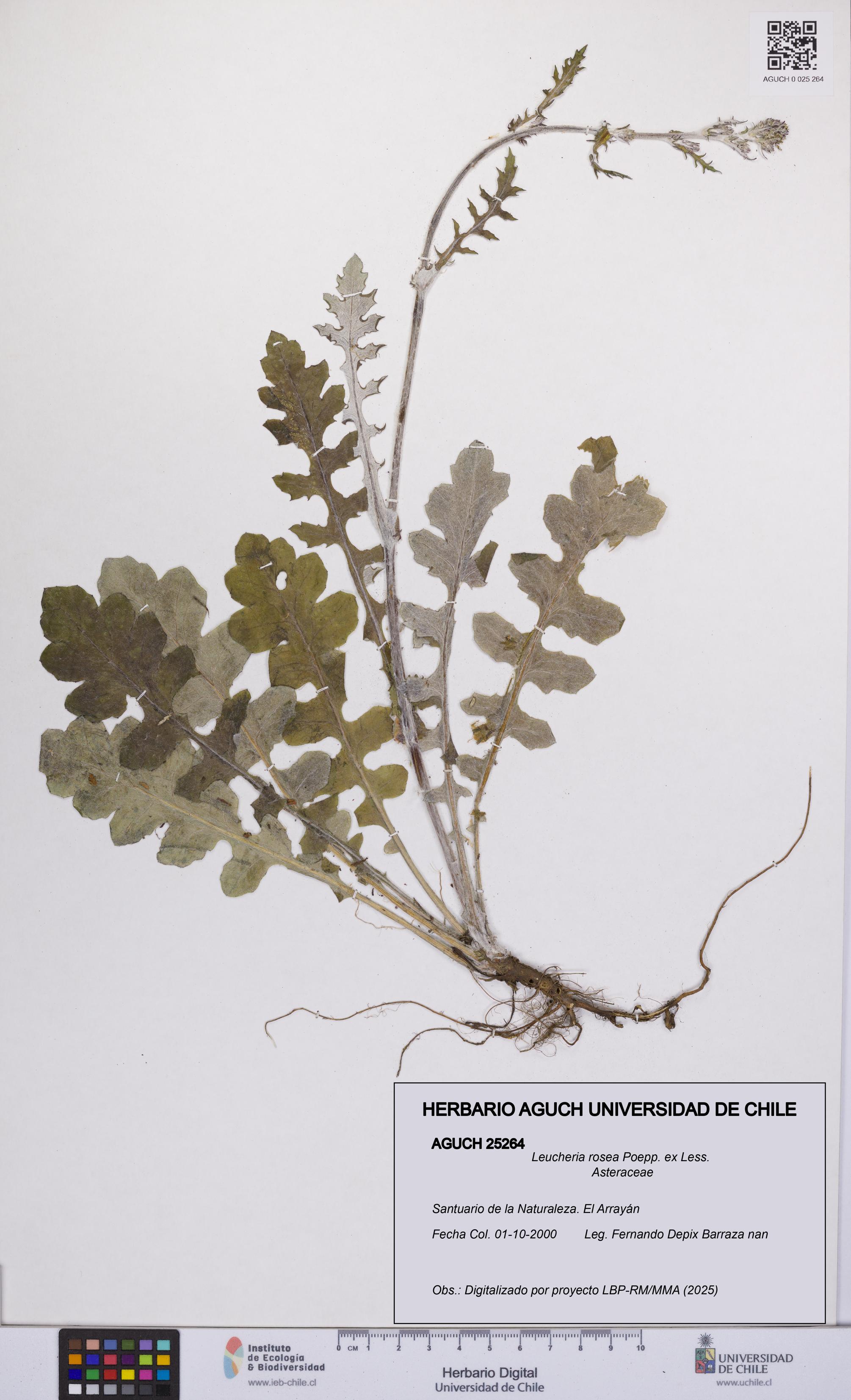 Leucheria rosea [Espécimen: UCH:AGUCH:0025264]