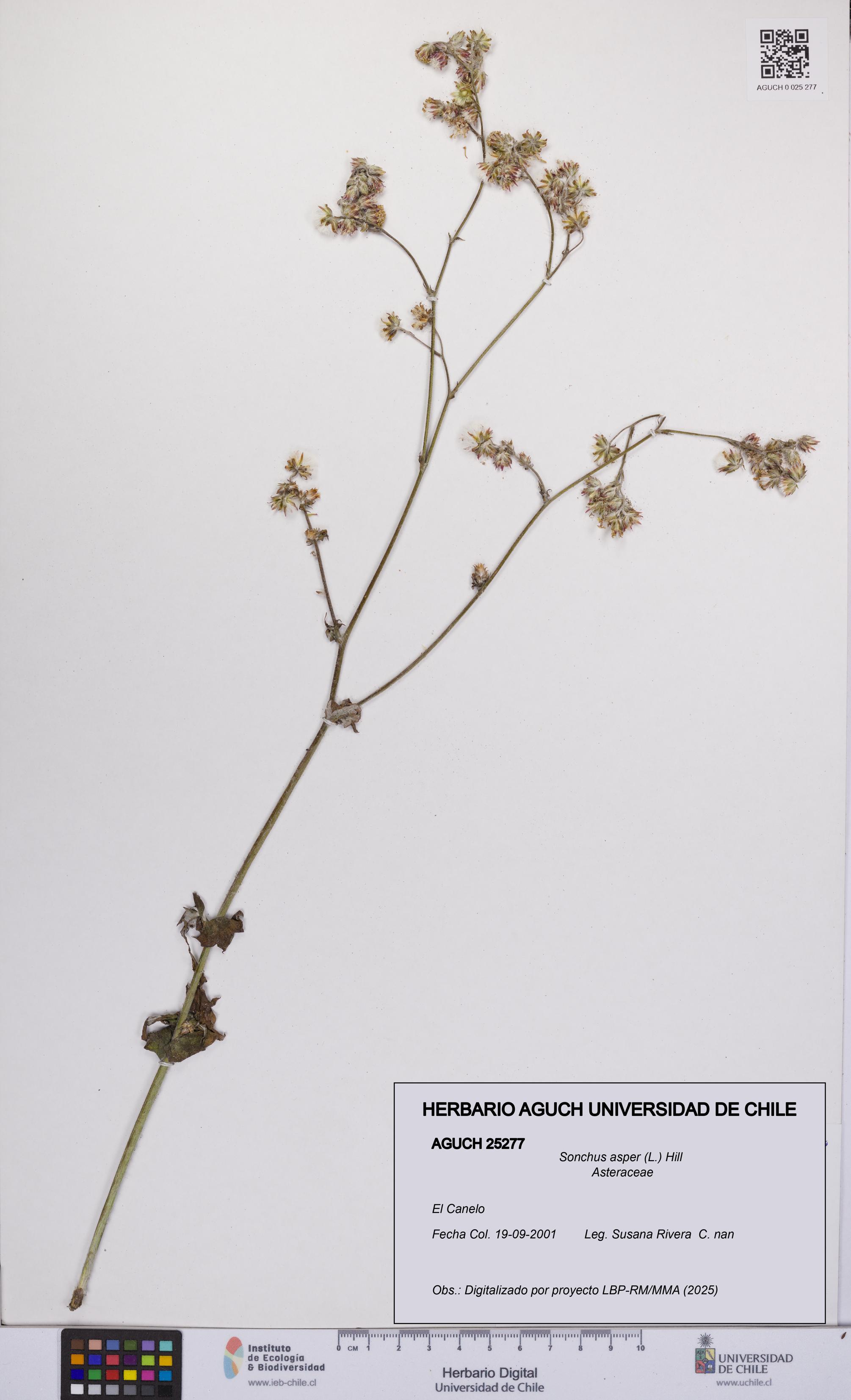 Sonchus asper [Espécimen: UCH:AGUCH:0025277]