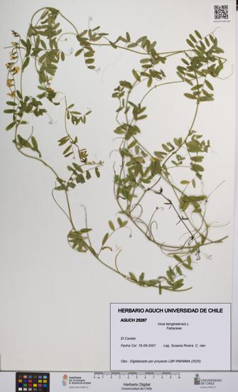 Vicia benghalensis [Espécimen: UCH:AGUCH:0025287]
