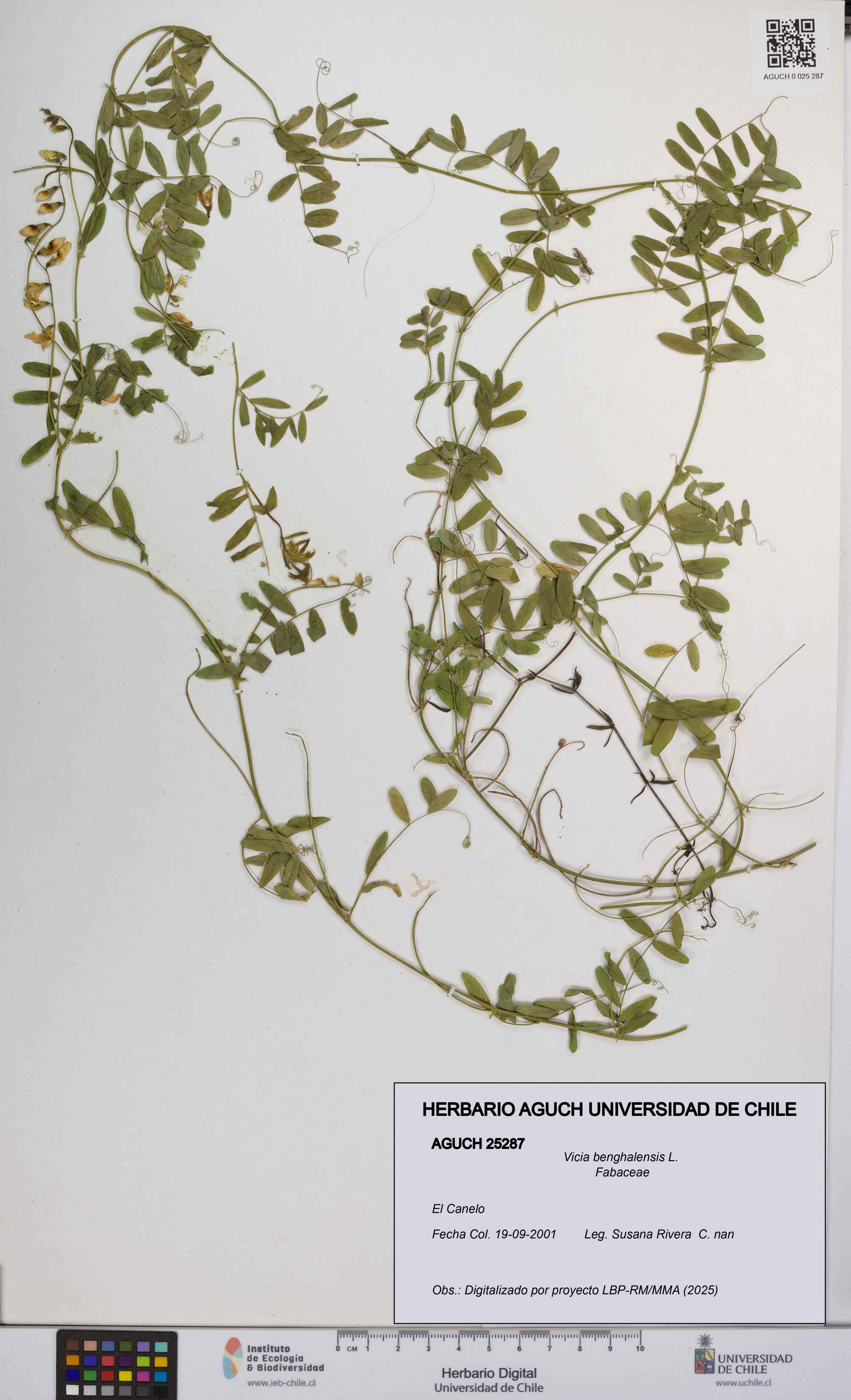 Vicia benghalensis [Espécimen: UCH:AGUCH:0025287]