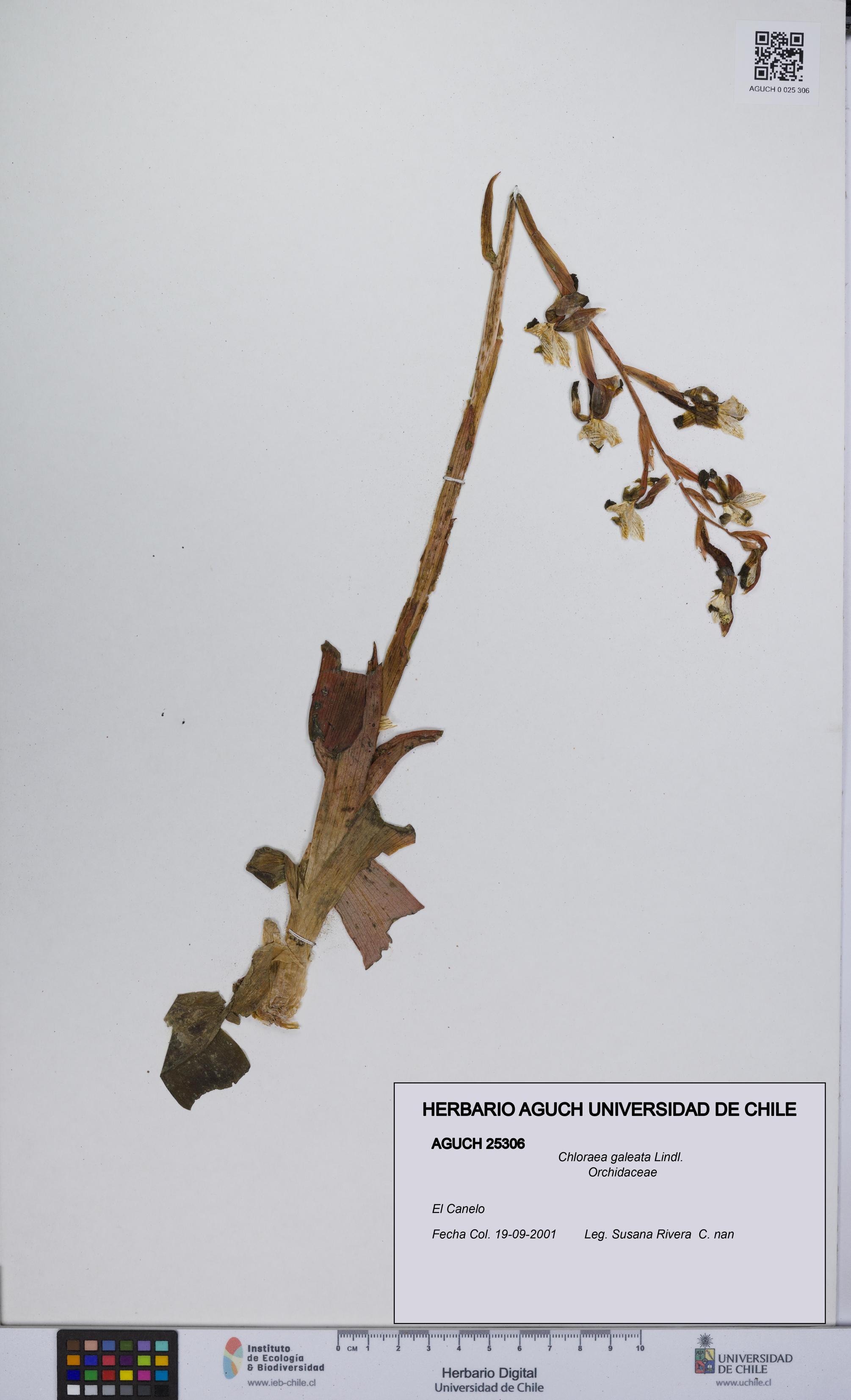 Chloraea galeata [Espécimen: UCH:AGUCH:0025306]