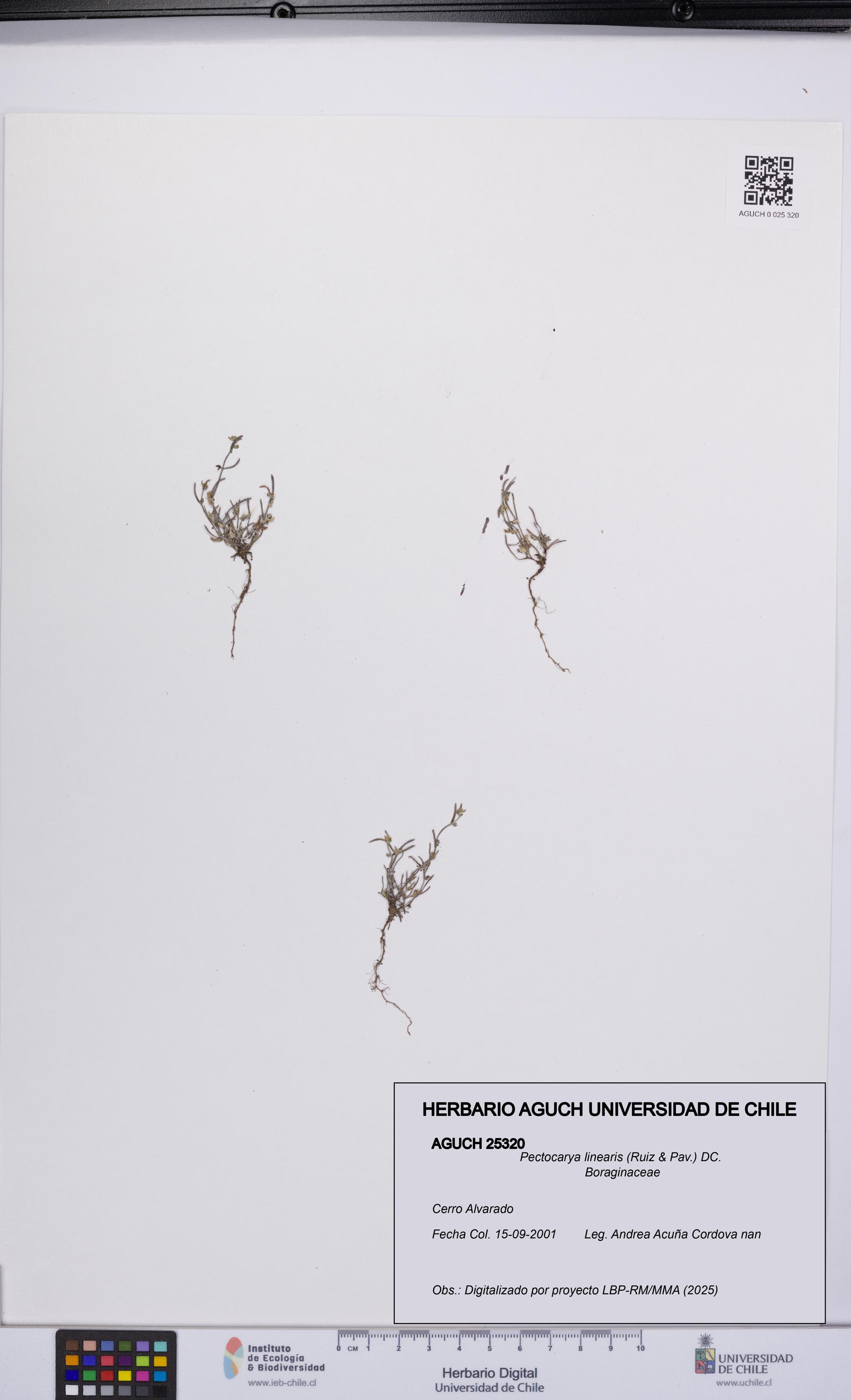 Pectocarya linearis [Espécimen: UCH:AGUCH:0025320]