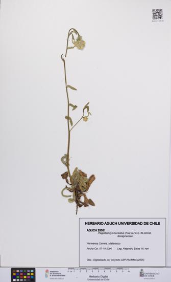 Plagiobothrys muricatus [Espécimen: ]