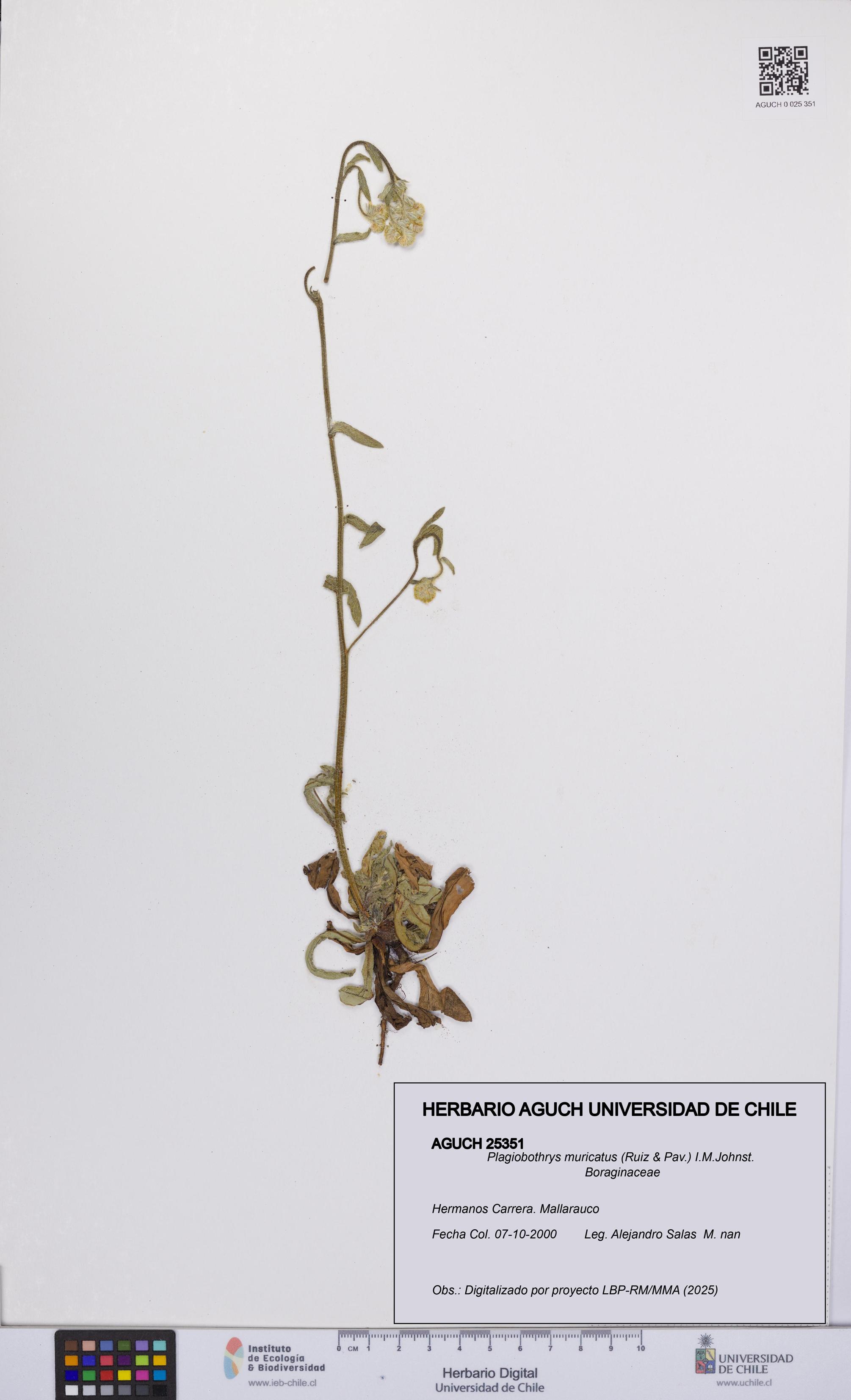 Plagiobothrys muricatus [Espécimen: ]