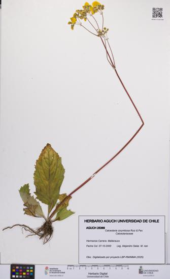 Calceolaria corymbosa [Espécimen: UCH:AGUCH:0025369]