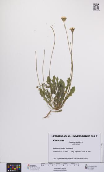 Hypochaeris glabra [Espécimen: UCH:AGUCH:0025389]