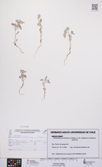 Homalocarpus dichotomus [Espécimen: UCH:AGUCH:0025407]