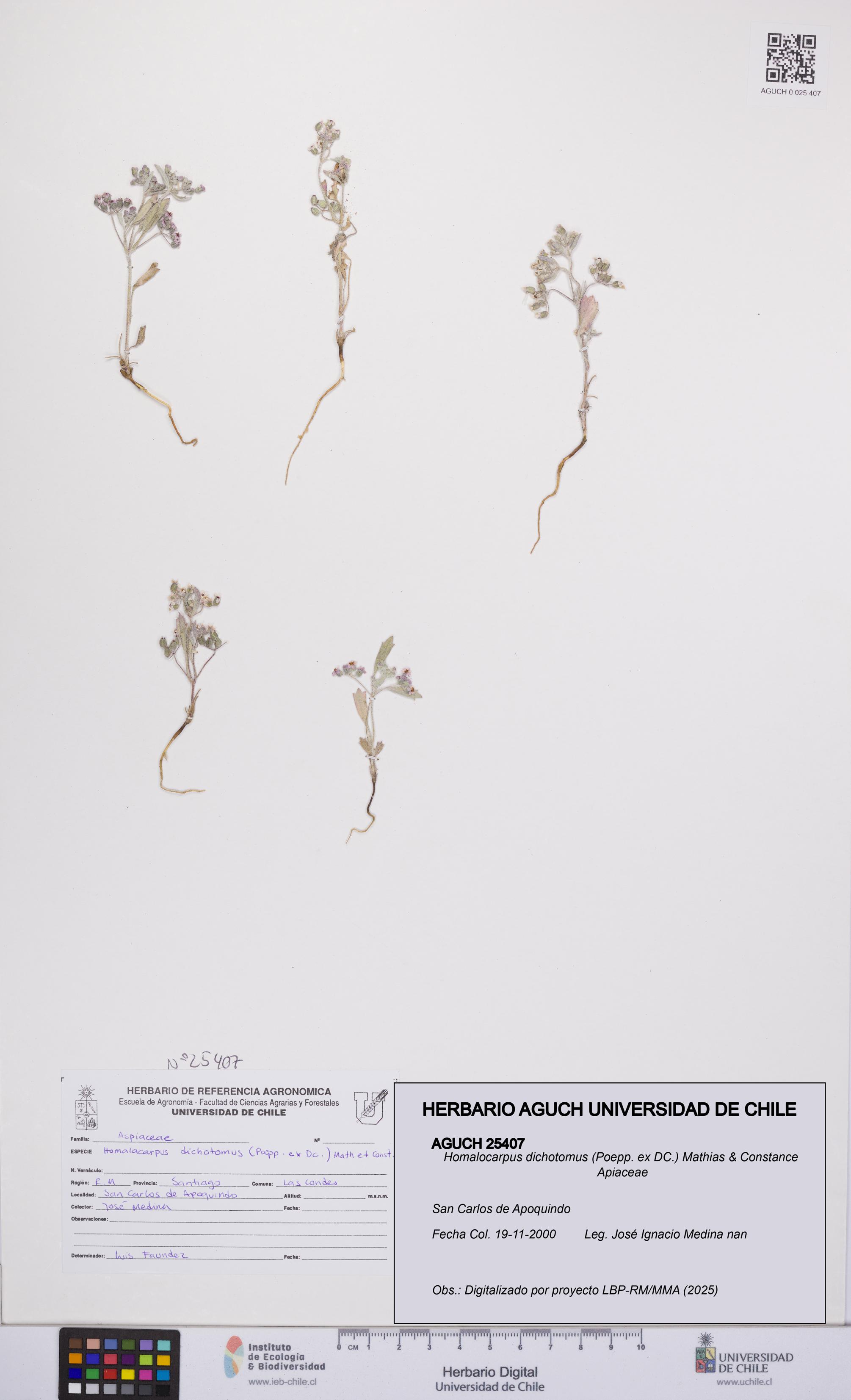 Homalocarpus dichotomus [Espécimen: UCH:AGUCH:0025407]