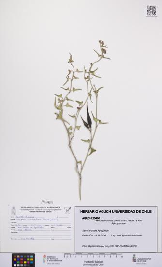 Tweedia birostrata [Espécimen: UCH:AGUCH:0025408]