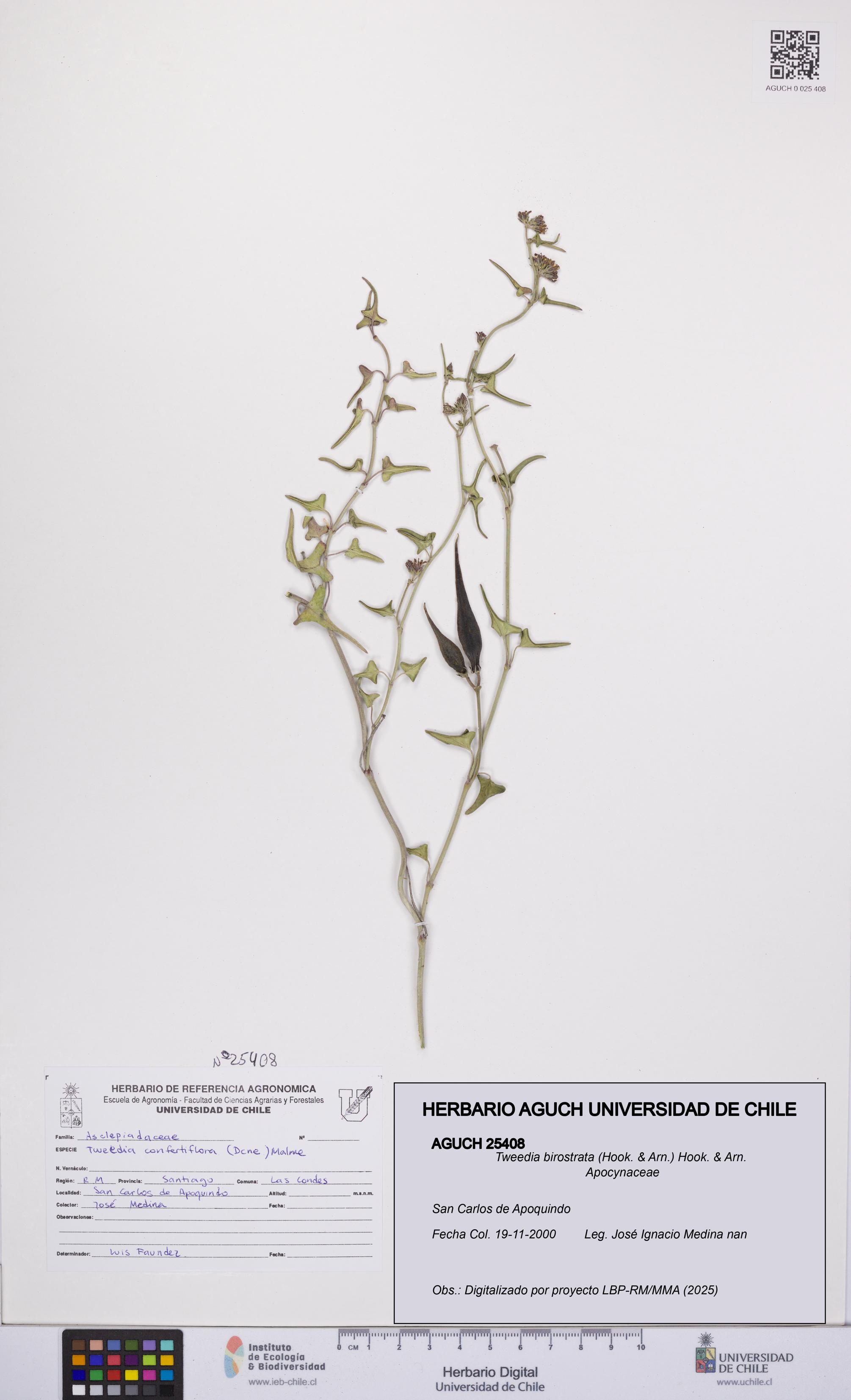 Tweedia birostrata [Espécimen: UCH:AGUCH:0025408]