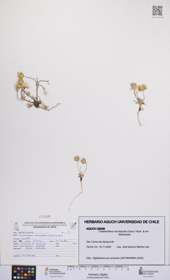 Chaetanthera microphylla [Espécimen: UCH:AGUCH:0025409]