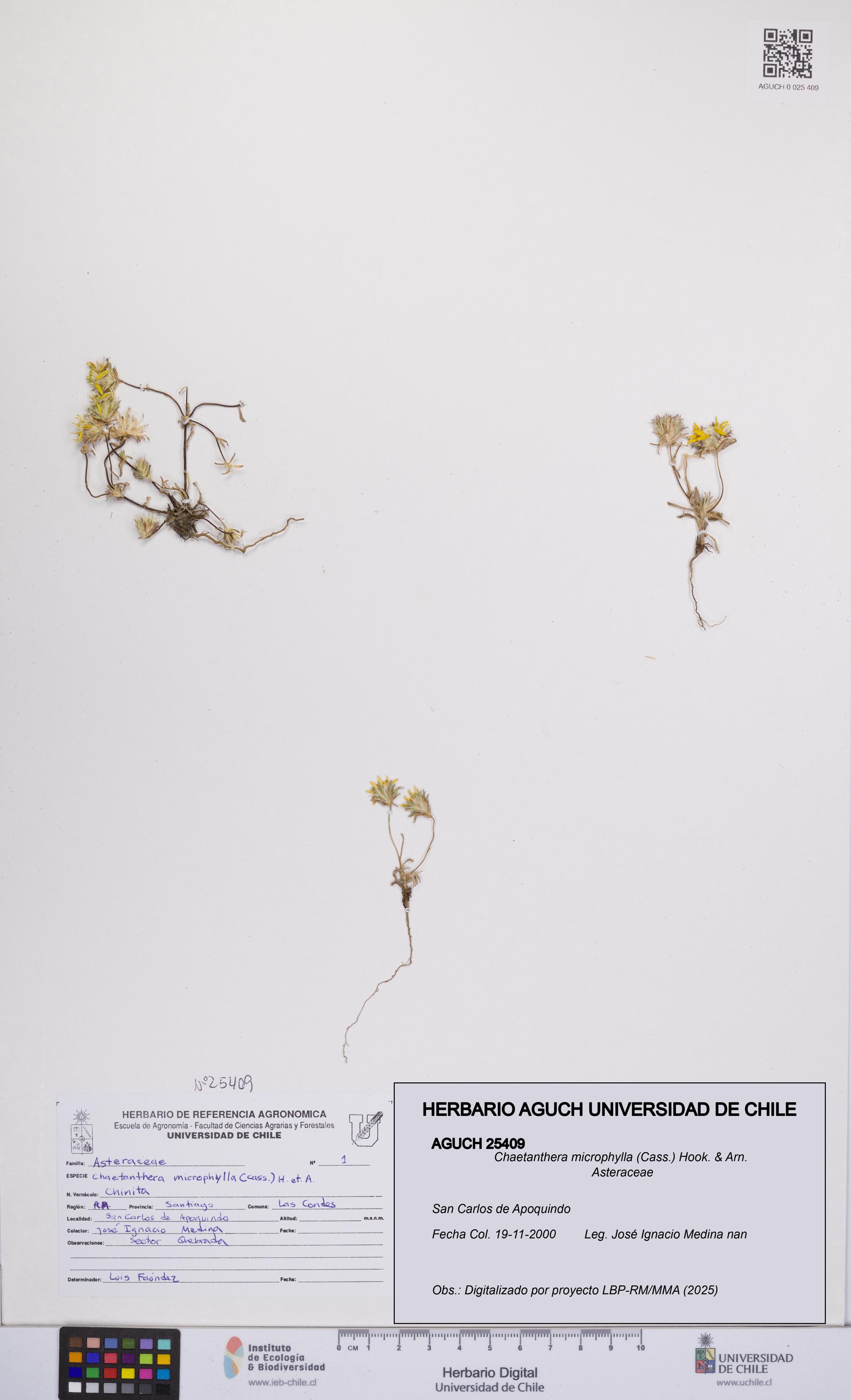 Chaetanthera microphylla [Espécimen: UCH:AGUCH:0025409]