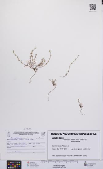 Pectocarya linearis [Espécimen: UCH:AGUCH:0025416]