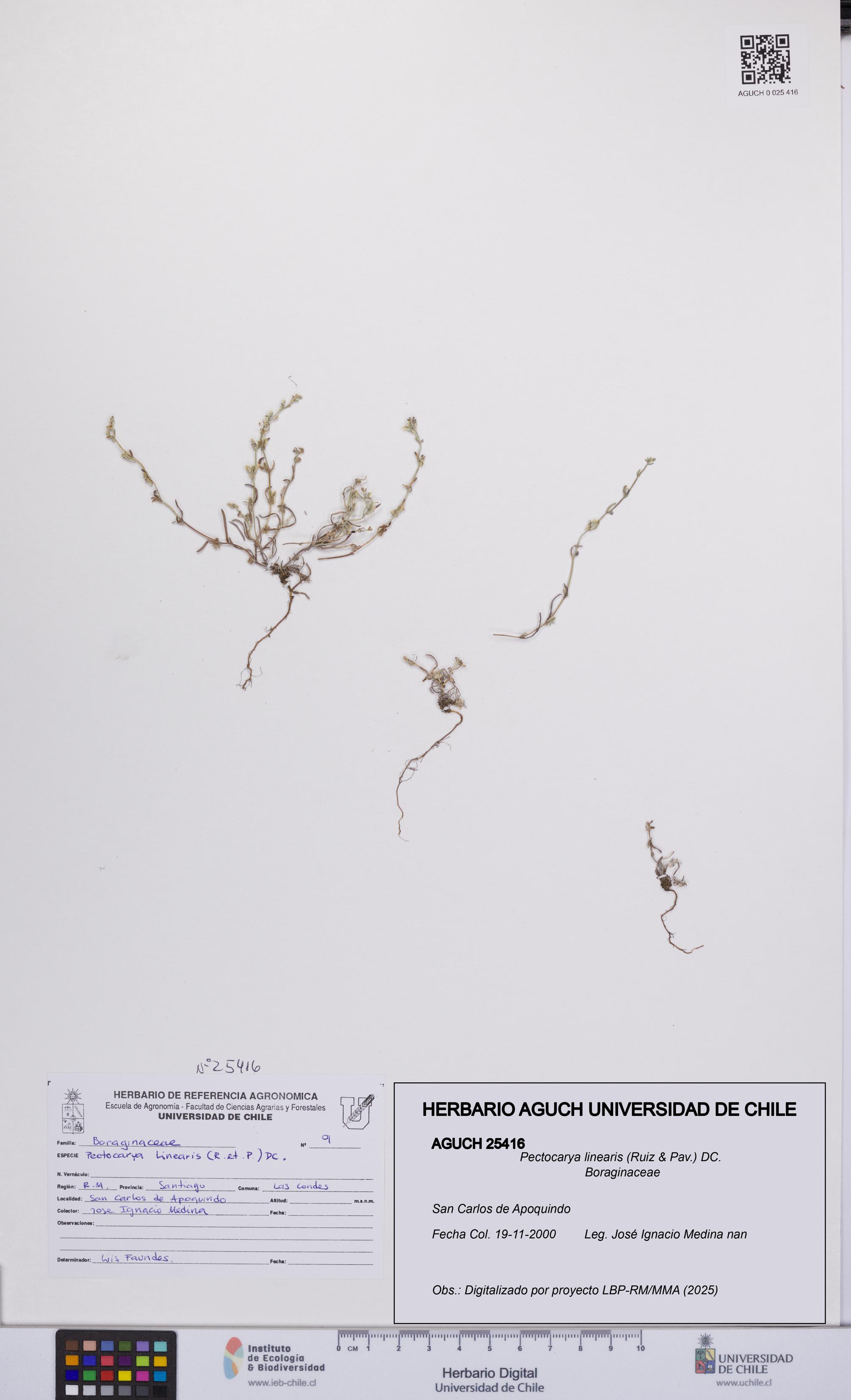 Pectocarya linearis [Espécimen: UCH:AGUCH:0025416]