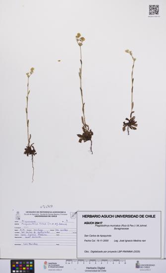 Plagiobothrys muricatus [Espécimen: ]