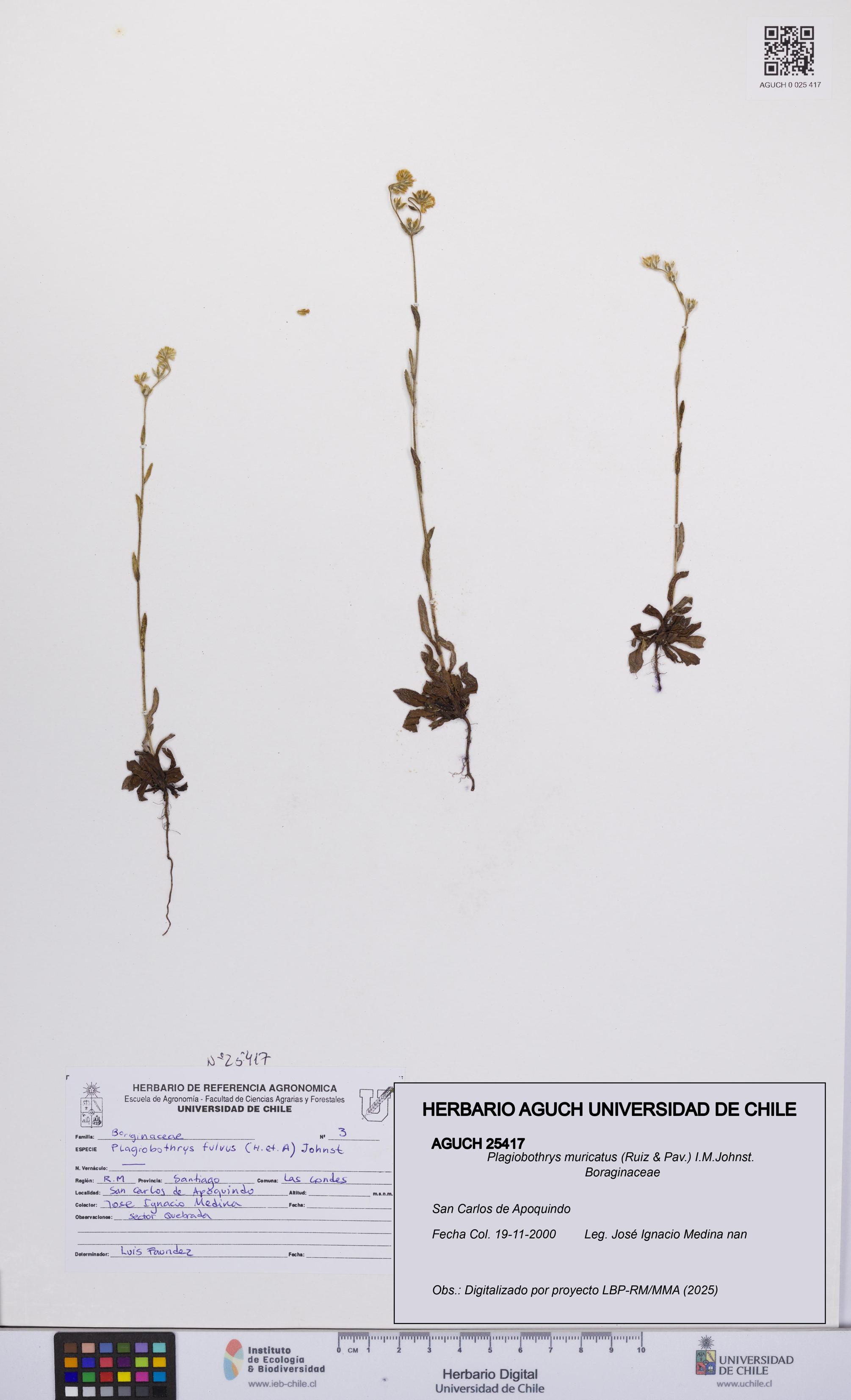 Plagiobothrys muricatus [Espécimen: ]