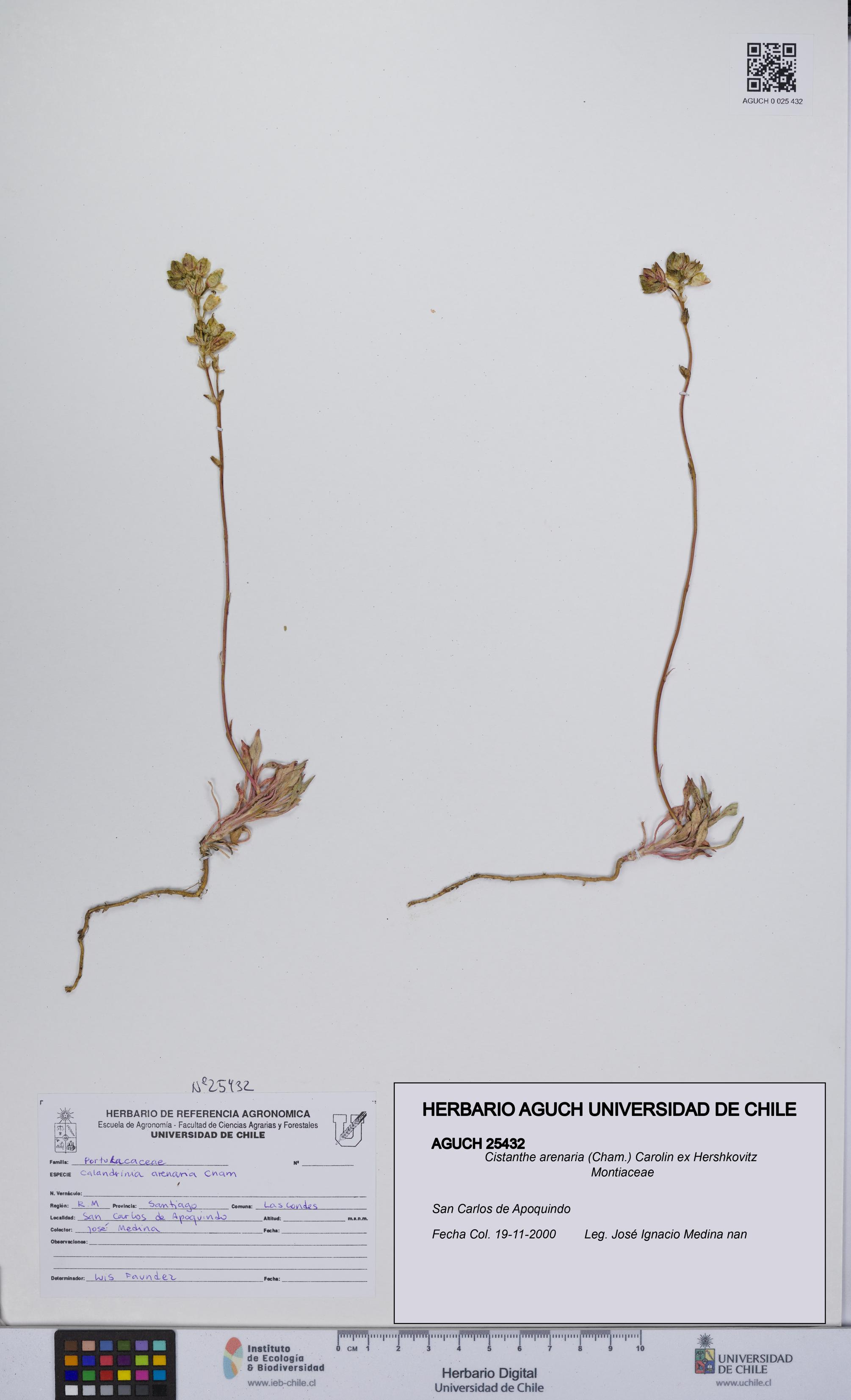 Cistanthe arenaria [Espécimen: UCH:AGUCH:0025432]