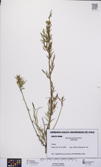 Baccharis glutinosa [Espécimen: UCH:AGUCH:0025449]