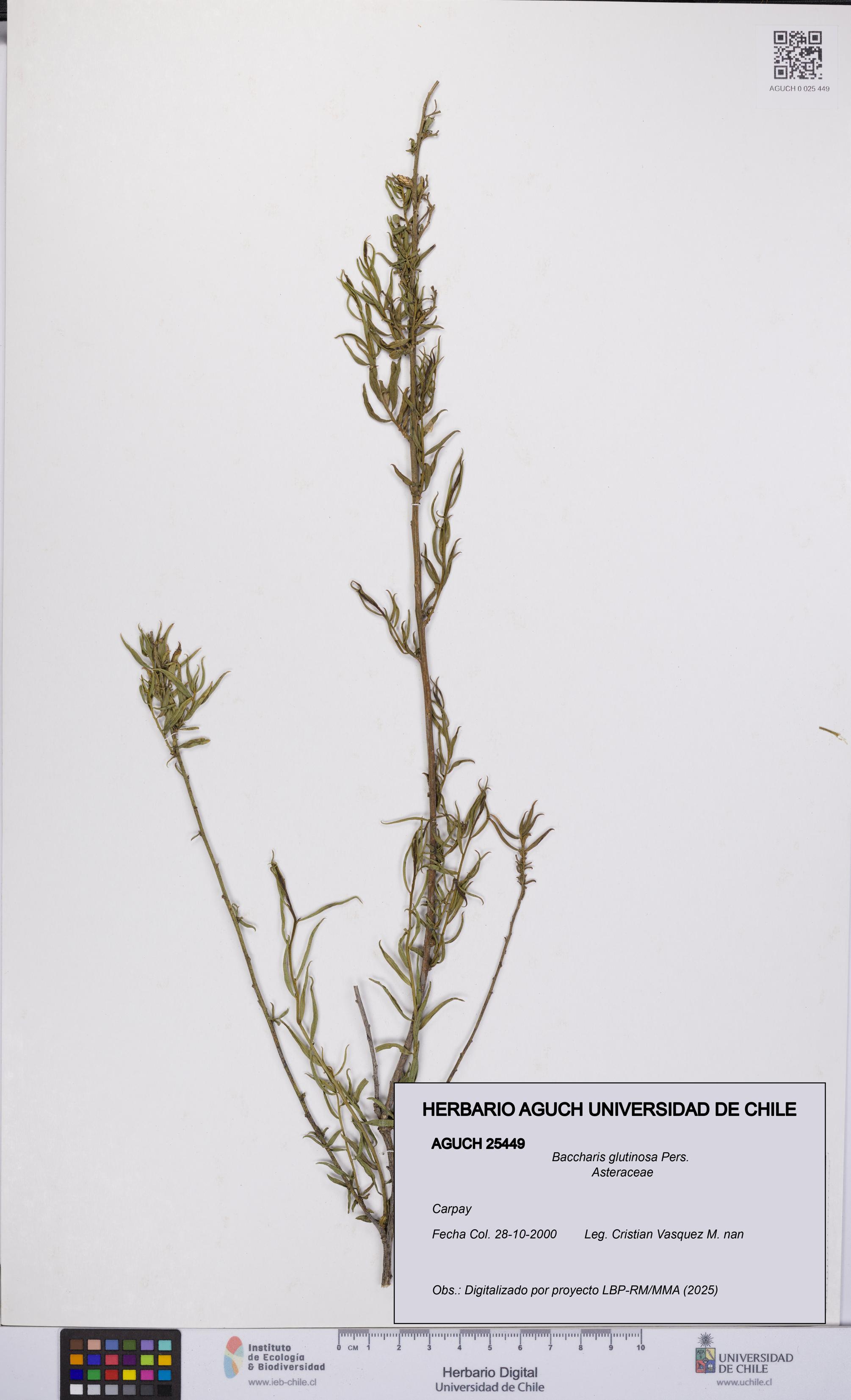 Baccharis glutinosa [Espécimen: UCH:AGUCH:0025449]