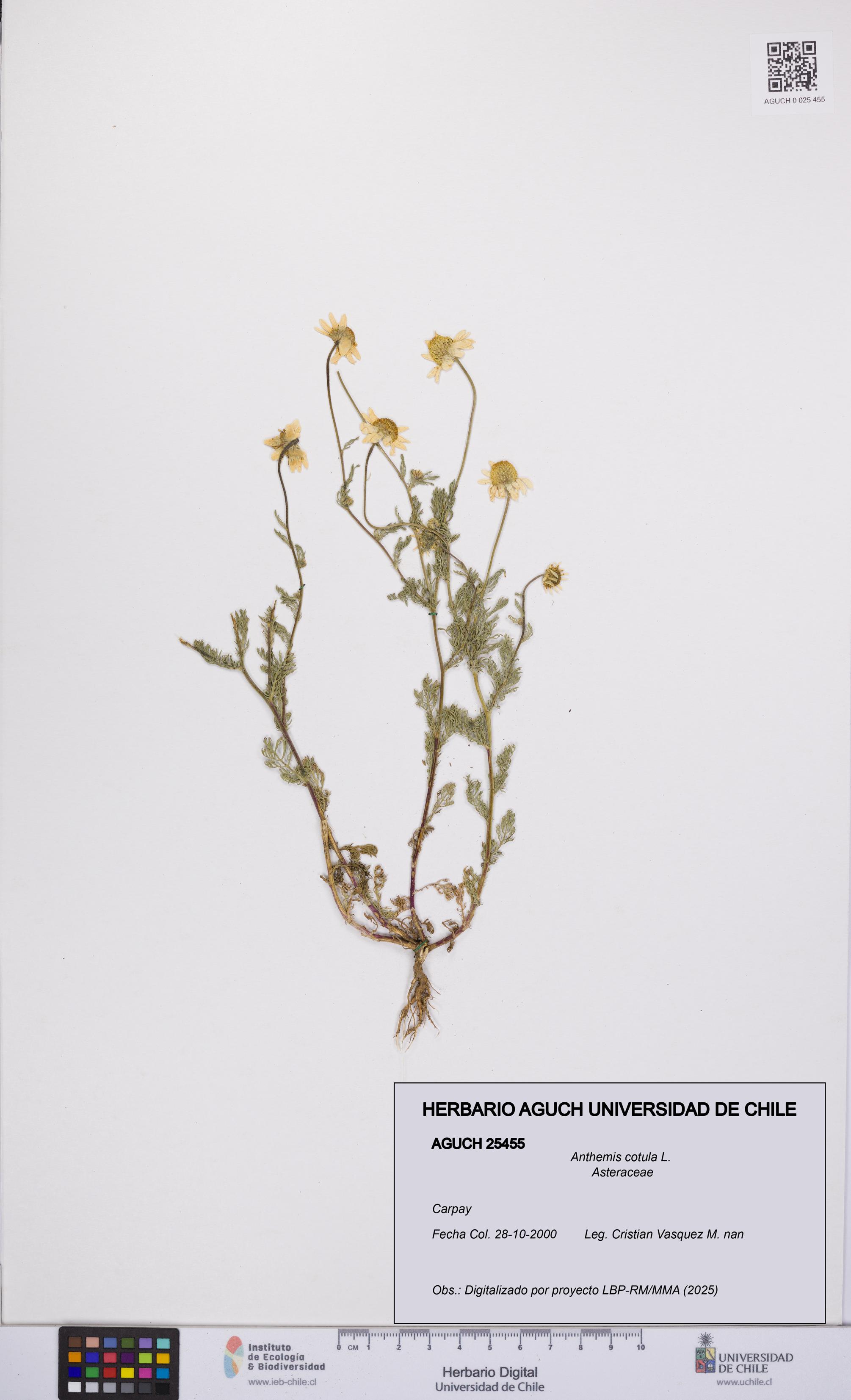 Anthemis cotula [Espécimen: UCH:AGUCH:0025455]