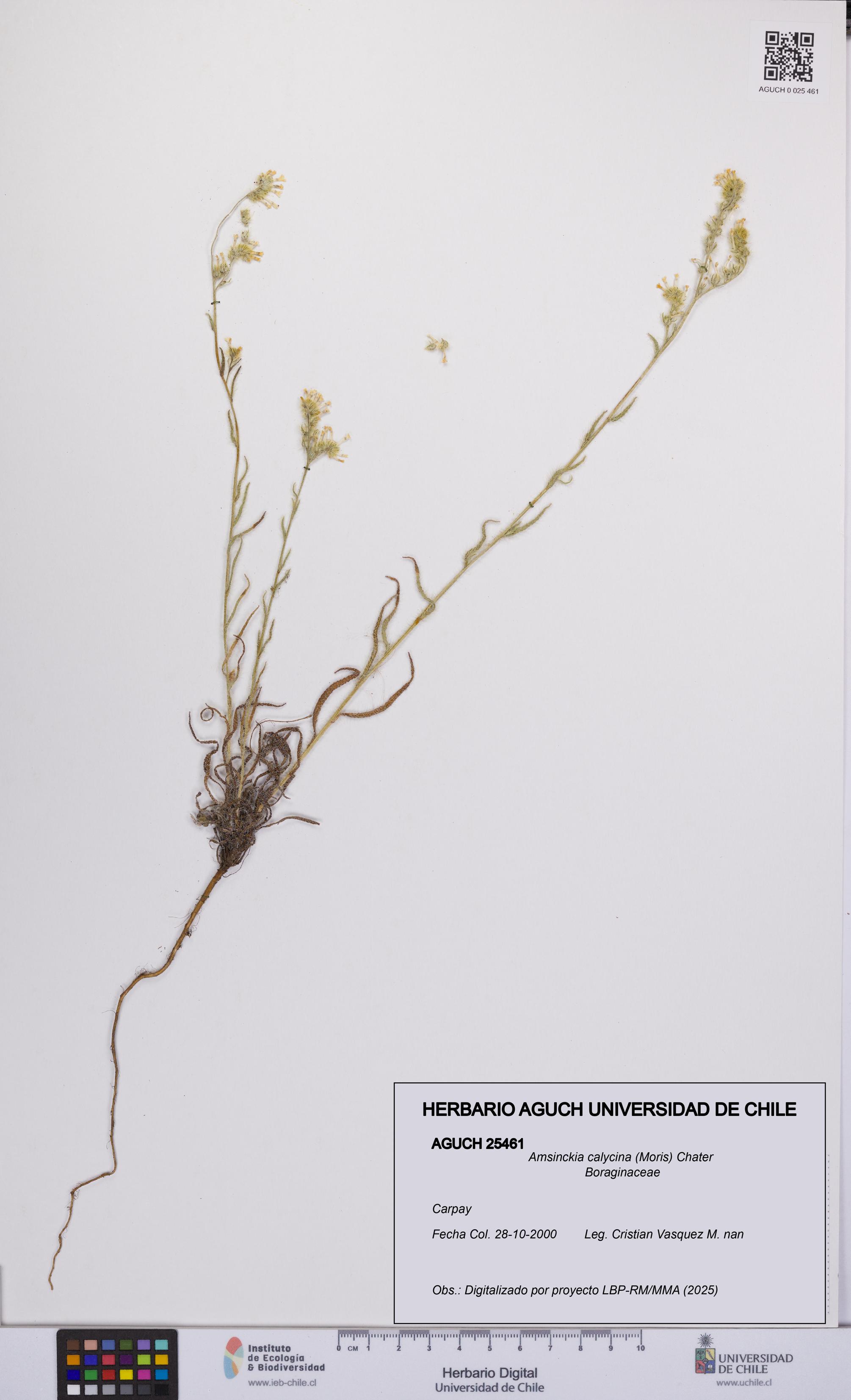 Amsinckia calycina [Espécimen: UCH:AGUCH:0025461]