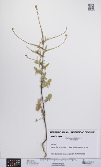 Sisymbrium altissimum [Espécimen: UCH:AGUCH:0025464]