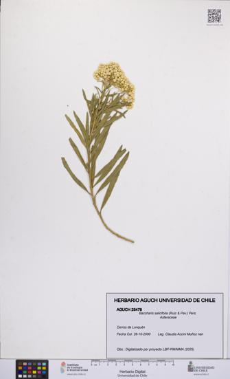 Baccharis salicifolia [Espécimen: UCH:AGUCH:0025478]