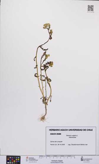 Senecio vulgaris [Espécimen: UCH:AGUCH:0025480]