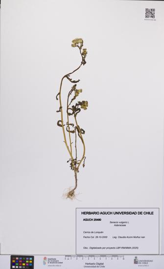 Senecio vulgaris [Espécimen: UCH:AGUCH:0025480]