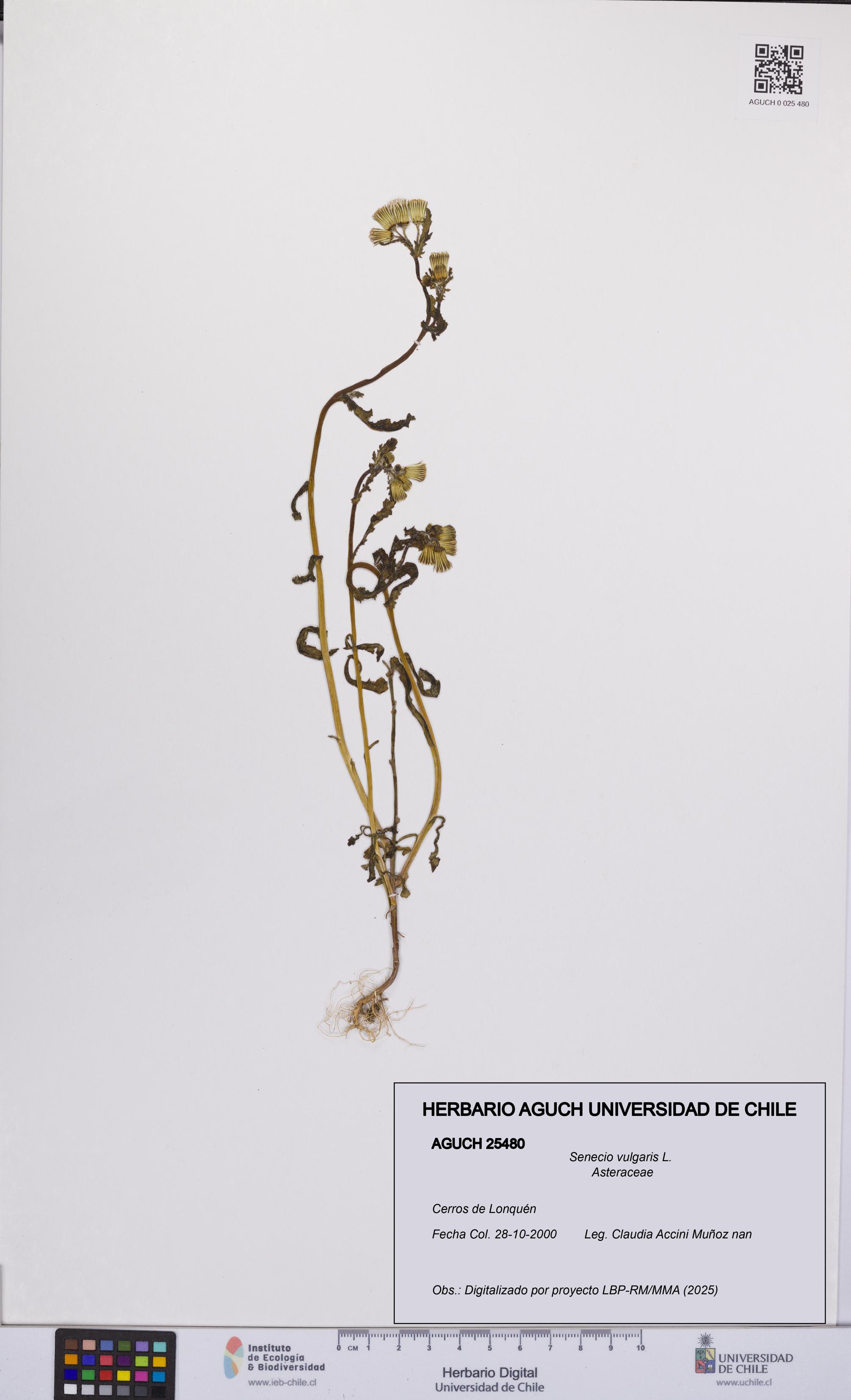 Senecio vulgaris [Espécimen: UCH:AGUCH:0025480]