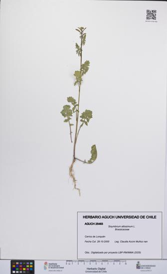 Sisymbrium altissimum [Espécimen: UCH:AGUCH:0025483]