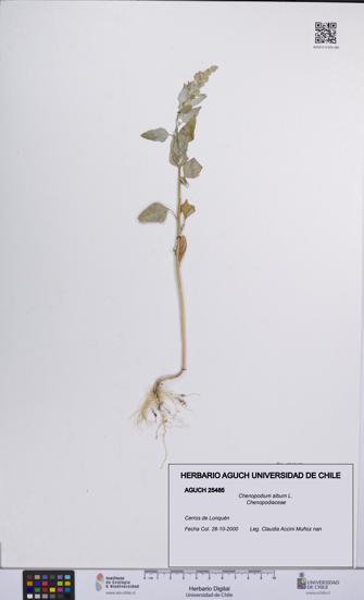 Chenopodium album [Espécimen: UCH:AGUCH:0025485]