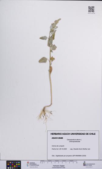 Chenopodium album [Espécimen: UCH:AGUCH:0025485]