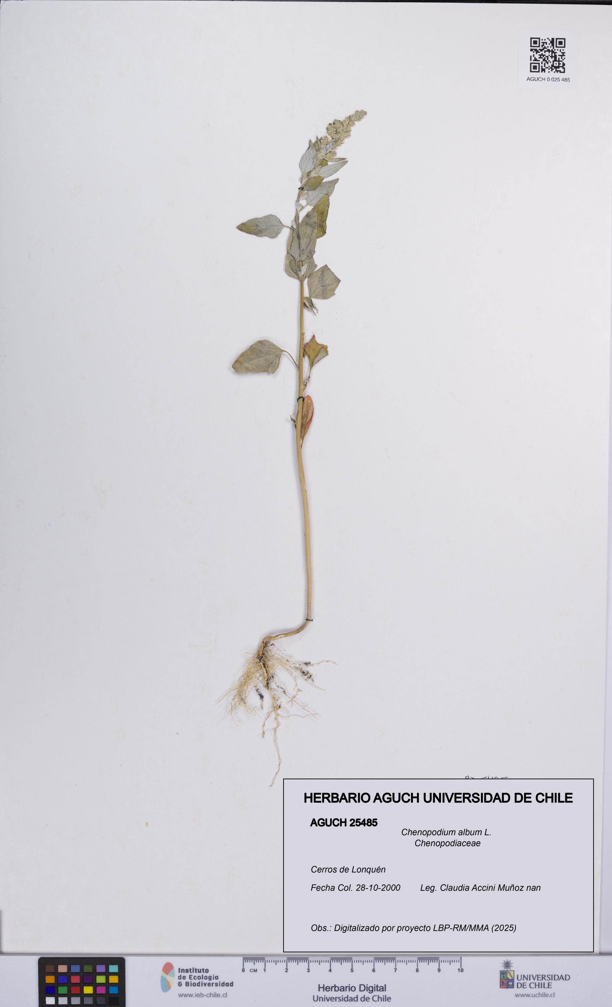 Chenopodium album [Espécimen: UCH:AGUCH:0025485]